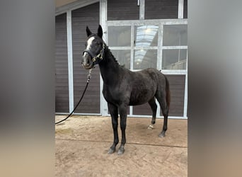 Holsteiner, Hengst, 1 Jahr, 175 cm, Kann Schimmel werden