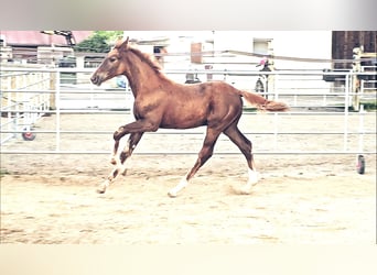 Holsteiner Mix, Hengst, 1 Jahr, 176 cm