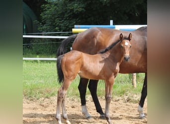 Holsteiner, Hengst, 1 Jahr, Brauner