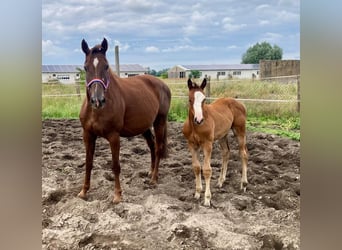 Holsteiner, Hengst, 1 Jahr, Brauner
