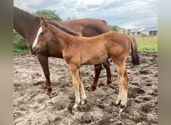 Holsteiner, Hengst, 1 Jahr, Brauner