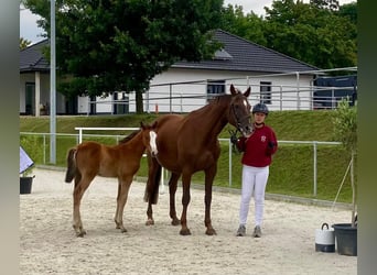 Holsteiner, Hengst, 1 Jahr, Brauner