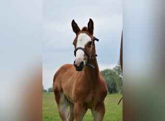 Holsteiner, Hengst, 1 Jahr, Brauner