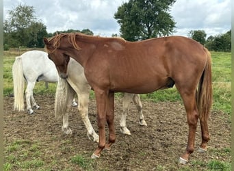 Holsteiner, Hengst, 1 Jahr, Fuchs