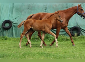 Holsteiner, Hengst, 1 Jahr, Fuchs