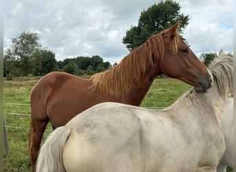 Holsteiner, Hengst, 1 Jahr, Fuchs