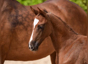 Holsteiner, Hengst, 1 Jahr, Kann Schimmel werden