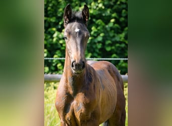 Holsteiner, Hengst, 1 Jahr, Schimmel