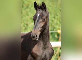 Holsteiner, Hengst, 1 Jahr, Schimmel