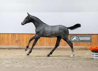 Holsteiner, Hengst, 1 Jahr