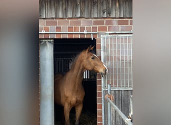 Holsteiner, Hengst, 26 Jahre, 170 cm, Hellbrauner