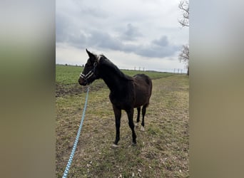 Holsteiner, Hengst, 2 Jaar, 155 cm, Bruin
