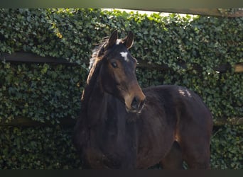 Holsteiner, Hengst, 2 Jaar, 157 cm, Bruin