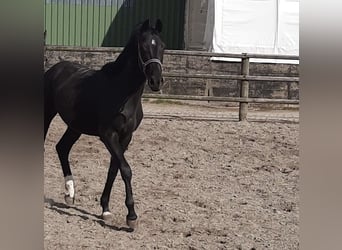 Holsteiner, Hengst, 2 Jaar, 162 cm, Zwartbruin