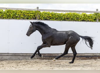 Holsteiner, Hengst, 2 Jaar, 163 cm