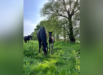 Holsteiner, Hengst, 2 Jaar, 165 cm, Zwartbruin