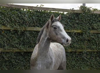 Holsteiner, Hengst, 2 Jaar, 166 cm