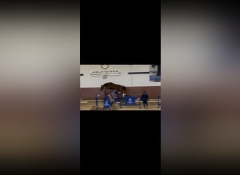 Holsteiner, Hengst, 2 Jaar, 166 cm, Vos