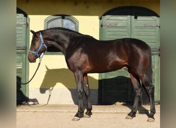 Holsteiner, Hengst, 2 Jaar, 167 cm, Donkerbruin