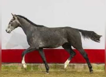 Holsteiner, Hengst, 2 Jaar, 168 cm, Schimmel