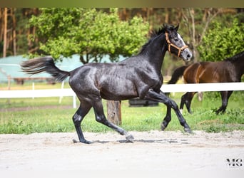 Holsteiner, Hengst, 2 Jaar, 175 cm, Appelschimmel
