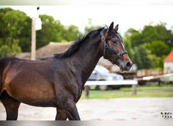 Holsteiner, Hengst, 2 Jaar, 175 cm, Zwartbruin
