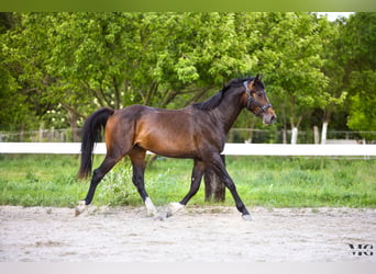 Holsteiner, Hengst, 2 Jaar, 175 cm, Zwartbruin