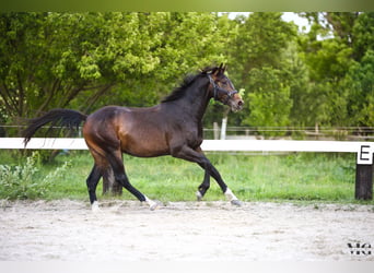 Holsteiner, Hengst, 2 Jaar, 175 cm, Zwartbruin