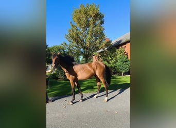 Holsteiner, Hengst, 2 Jaar, Bruin