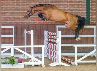 Holsteiner, Hengst, 2 Jaar, Bruin