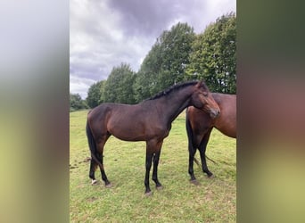 Holsteiner, Hengst, 2 Jaar, Bruin