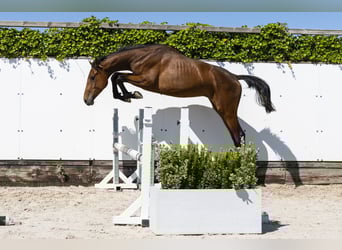 Holsteiner, Hengst, 2 Jahre, 156 cm, Brauner