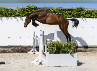 Holsteiner, Hengst, 2 Jahre, 156 cm