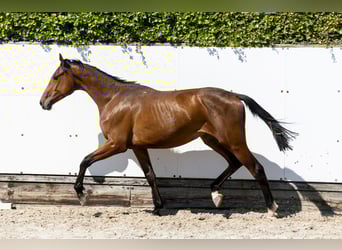 Holsteiner, Hengst, 2 Jahre, 156 cm