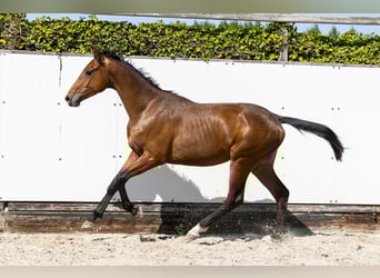 Holsteiner, Hengst, 2 Jahre, 156 cm