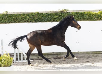 Holsteiner, Hengst, 2 Jahre, 157 cm, Brauner