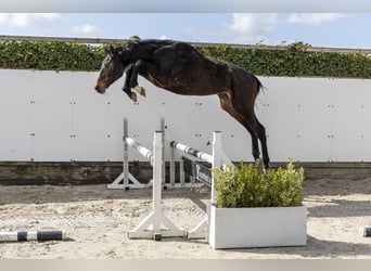 Holsteiner, Hengst, 2 Jahre, 157 cm, Brauner