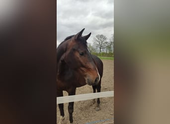 Holsteiner, Hengst, 2 Jahre, 160 cm, Brauner