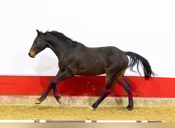 Holsteiner, Hengst, 2 Jahre, 161 cm, Dunkelbrauner