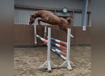 Holsteiner, Hengst, 2 Jahre, 161 cm, Fuchs