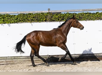 Holsteiner, Hengst, 2 Jahre, 162 cm, Brauner