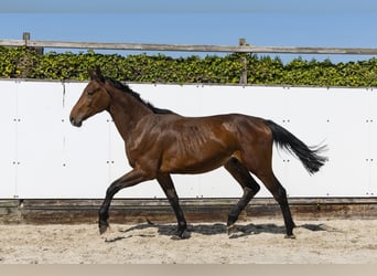 Holsteiner, Hengst, 2 Jahre, 162 cm, Brauner
