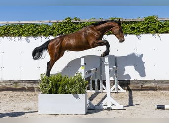Holsteiner, Hengst, 2 Jahre, 162 cm, Brauner