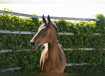 Holsteiner, Hengst, 2 Jahre, 162 cm, Brauner