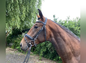 Holsteiner, Hengst, 2 Jahre, 163 cm, Brauner