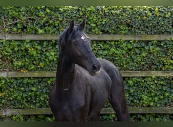 Holsteiner, Hengst, 2 Jahre, 163 cm