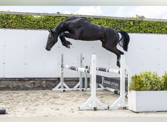 Holsteiner, Hengst, 2 Jahre, 163 cm