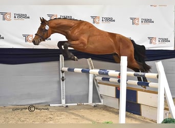 Holsteiner, Hengst, 2 Jahre, 164 cm, Brauner