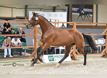 Holsteiner, Hengst, 2 Jahre, 164 cm, Brauner