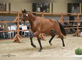 Holsteiner, Hengst, 2 Jahre, 164 cm, Brauner